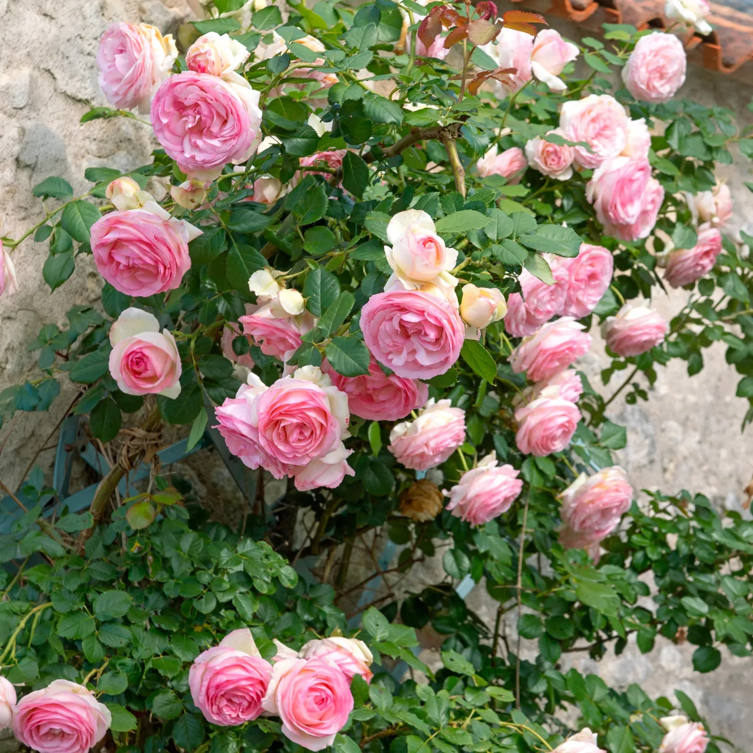 Kletterrose ‘Pierre de Ronsard®’ - Nostalgie an jeder Wand
