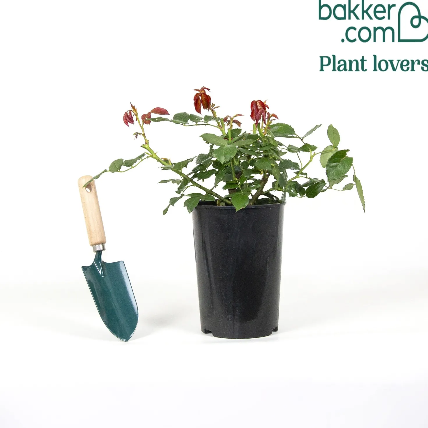 Kletterrose ‘Pierre de Ronsard®’ - Nostalgie an jeder Wand