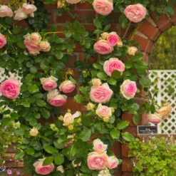 Kletterrose ‘Pierre de Ronsard®’ - Nostalgie an jeder Wand