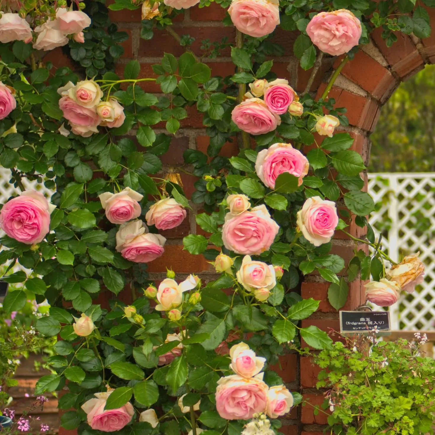 Kletterrose ‘Pierre de Ronsard®’ - Nostalgie an jeder Wand