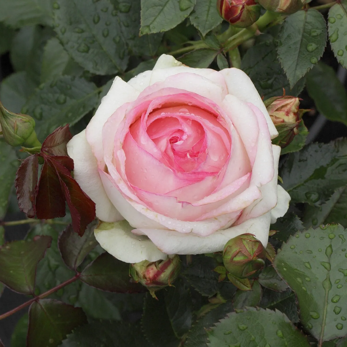 Kletterrose ‘Pierre de Ronsard®’ - Nostalgie an jeder Wand