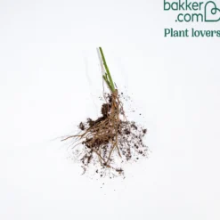 Kletterrose rot - Rote Blütenwand ganz einfach