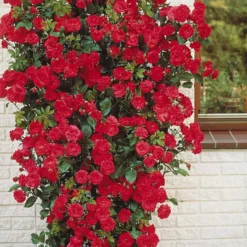 Kletterrose rot - Rote Blütenwand ganz einfach