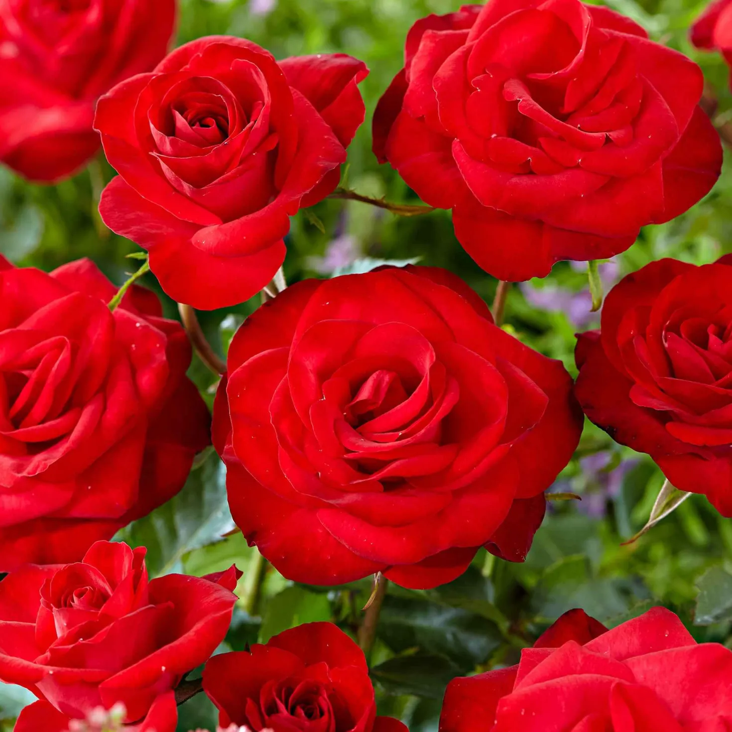 Kletterrose ‘Santana’® - Rote Blütenwand ohne Mühe