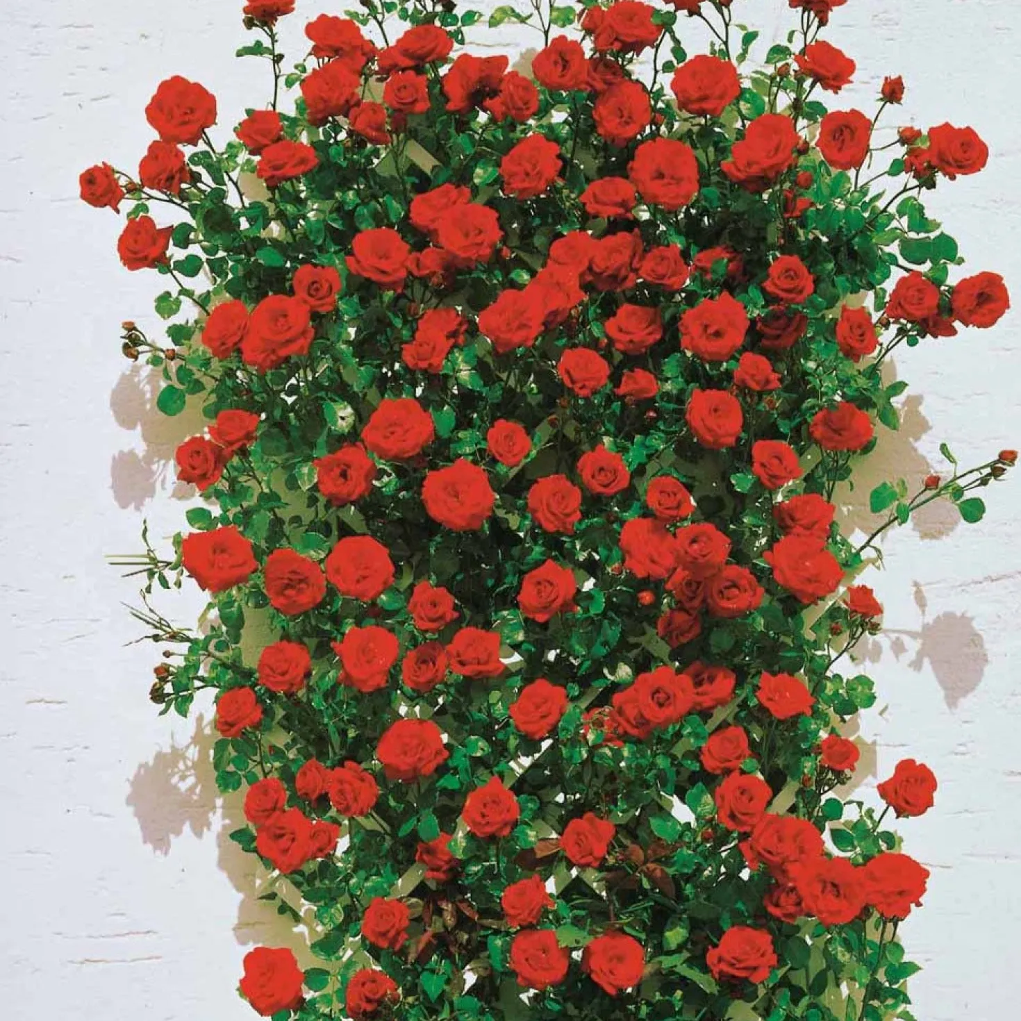 Kletterrose ‘Santana’® - Rote Blütenwand ohne Mühe
