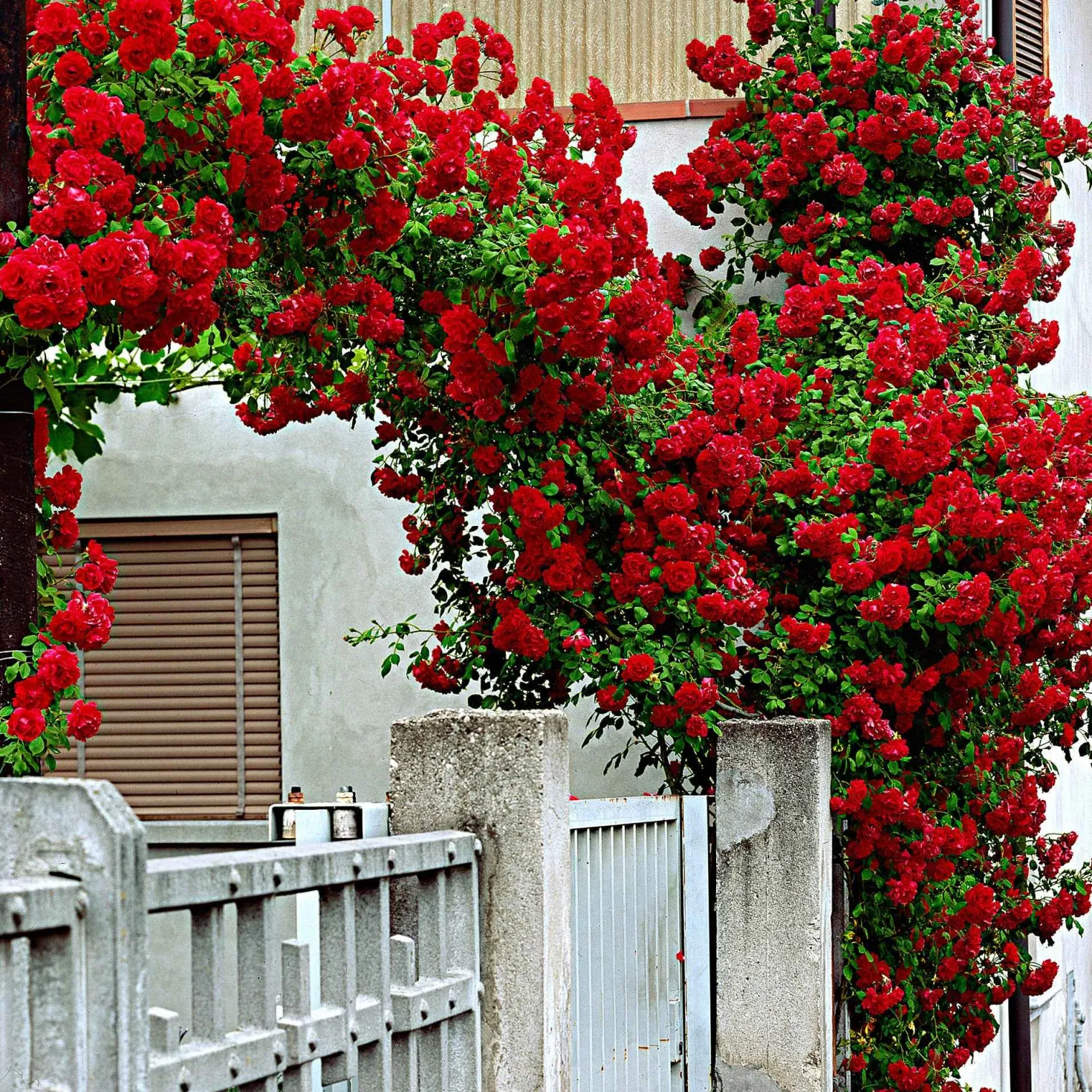 Kletterrose ‘Santana’® - Rote Blütenwand ohne Mühe