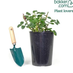 Kletterrose ‘Santana’® - Rote Blütenwand ohne Mühe