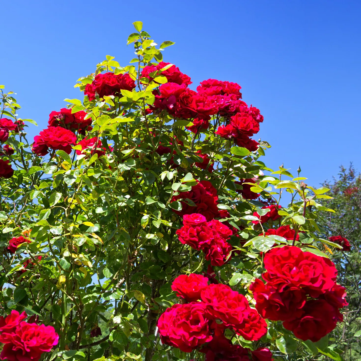 Kletterrose ‘Santana’® - Rote Blütenwand ohne Mühe