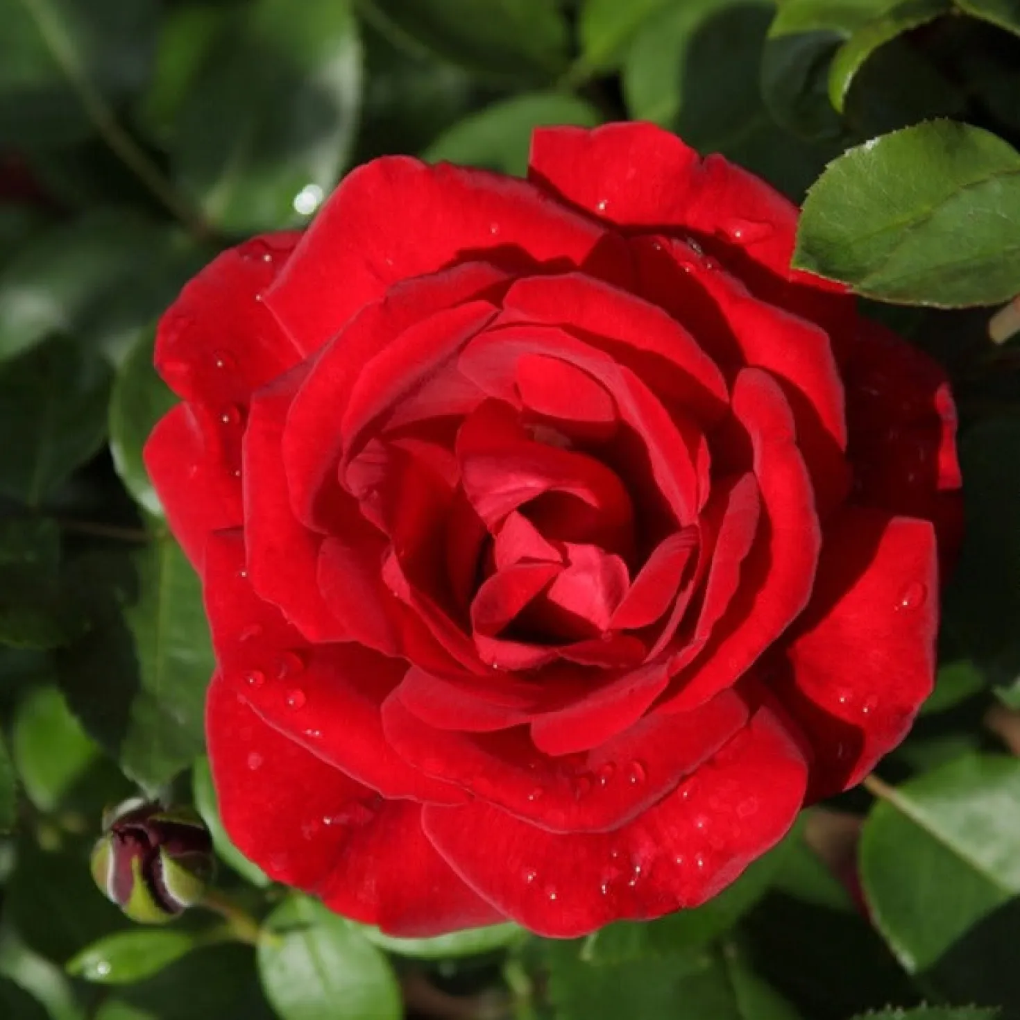 Kletterrose ‘Santana’® - Rote Blütenwand ohne Mühe