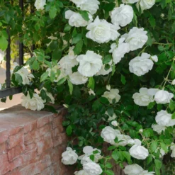 Kletterrose weiß - Weiße Blütenwand im Nu