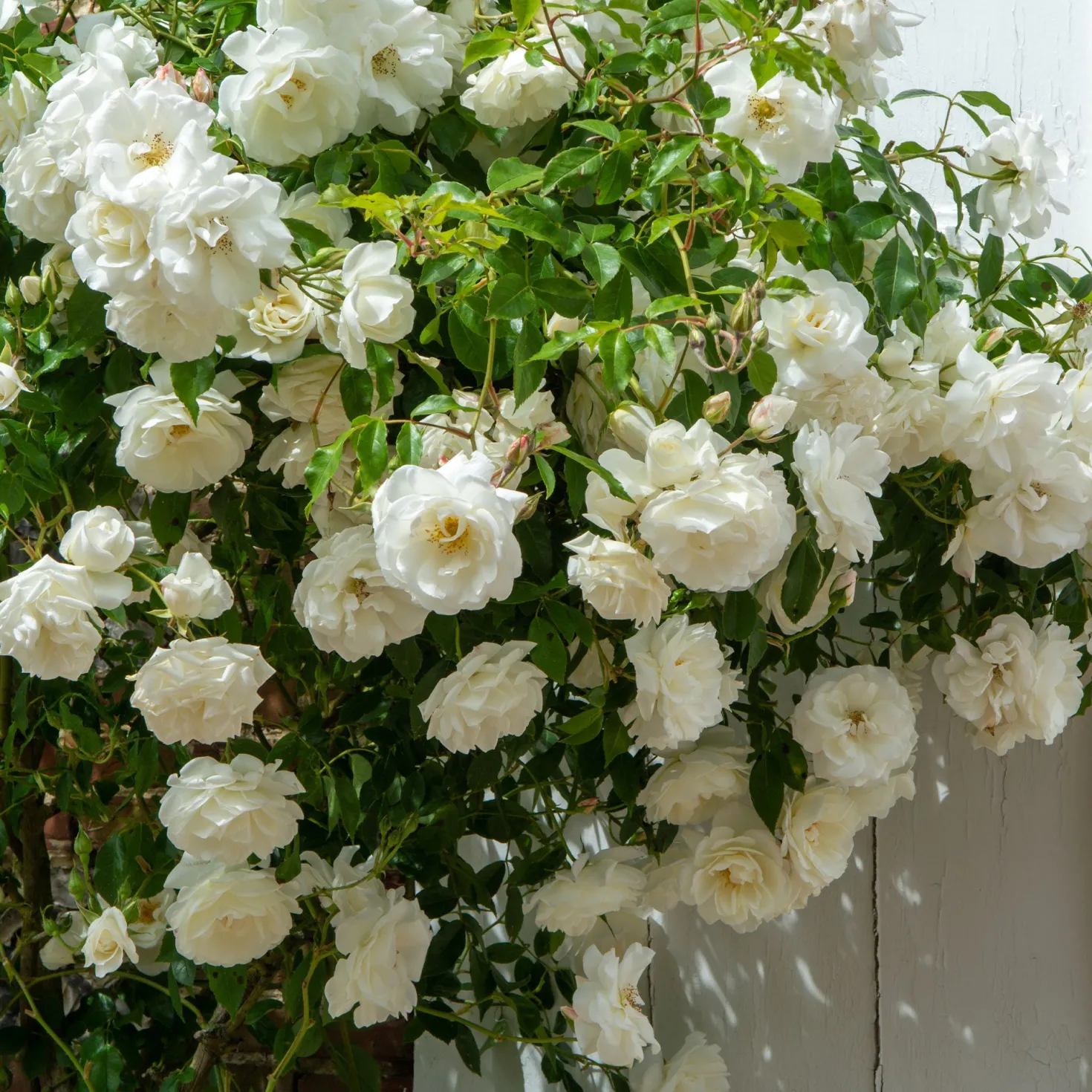 Kletterrose weiß - Weiße Blütenwand im Nu