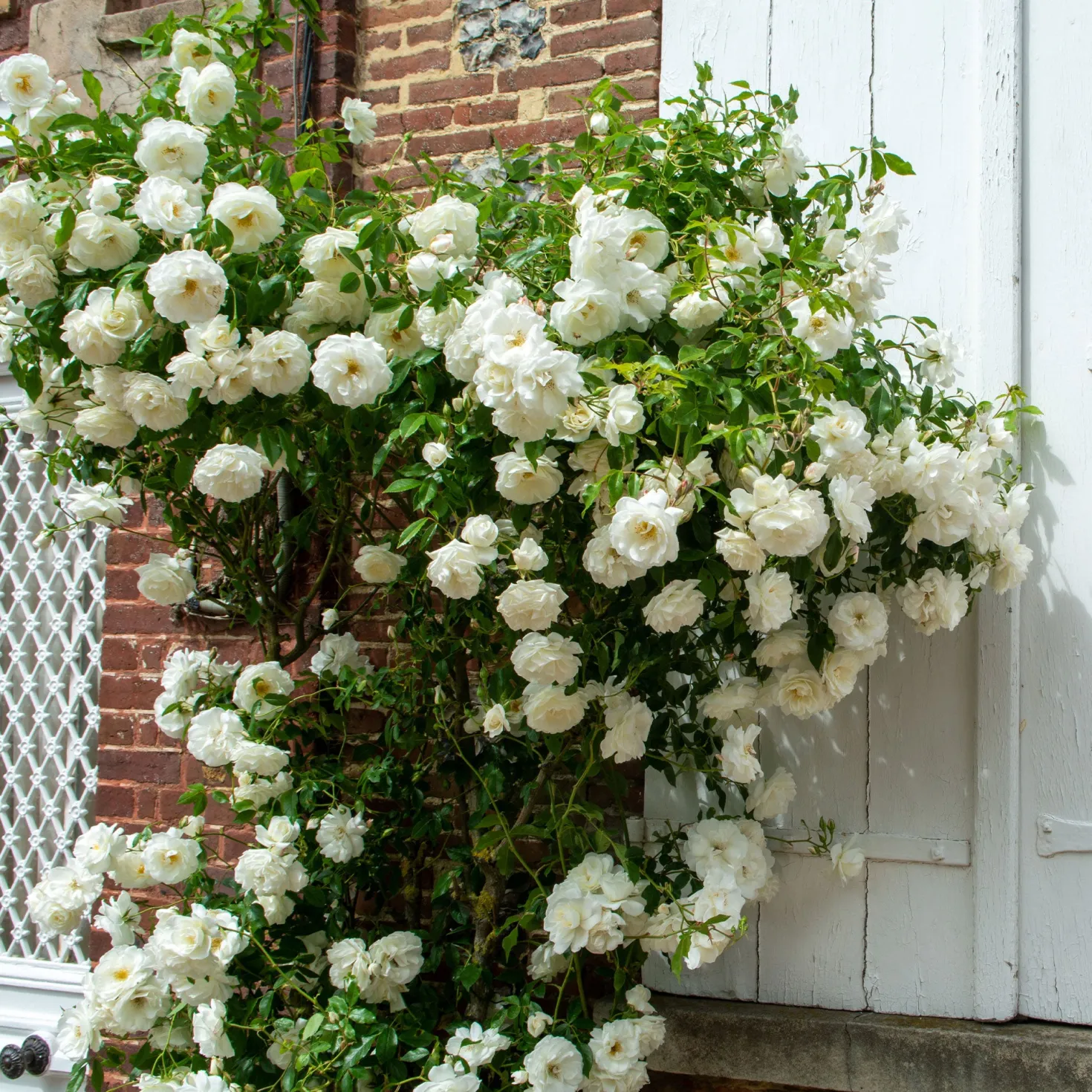 Kletterrose weiß - Weiße Blütenwand im Nu