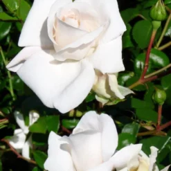 Kletterrose ‘White New Dawn’ - Weiße Blütenwand im Nu