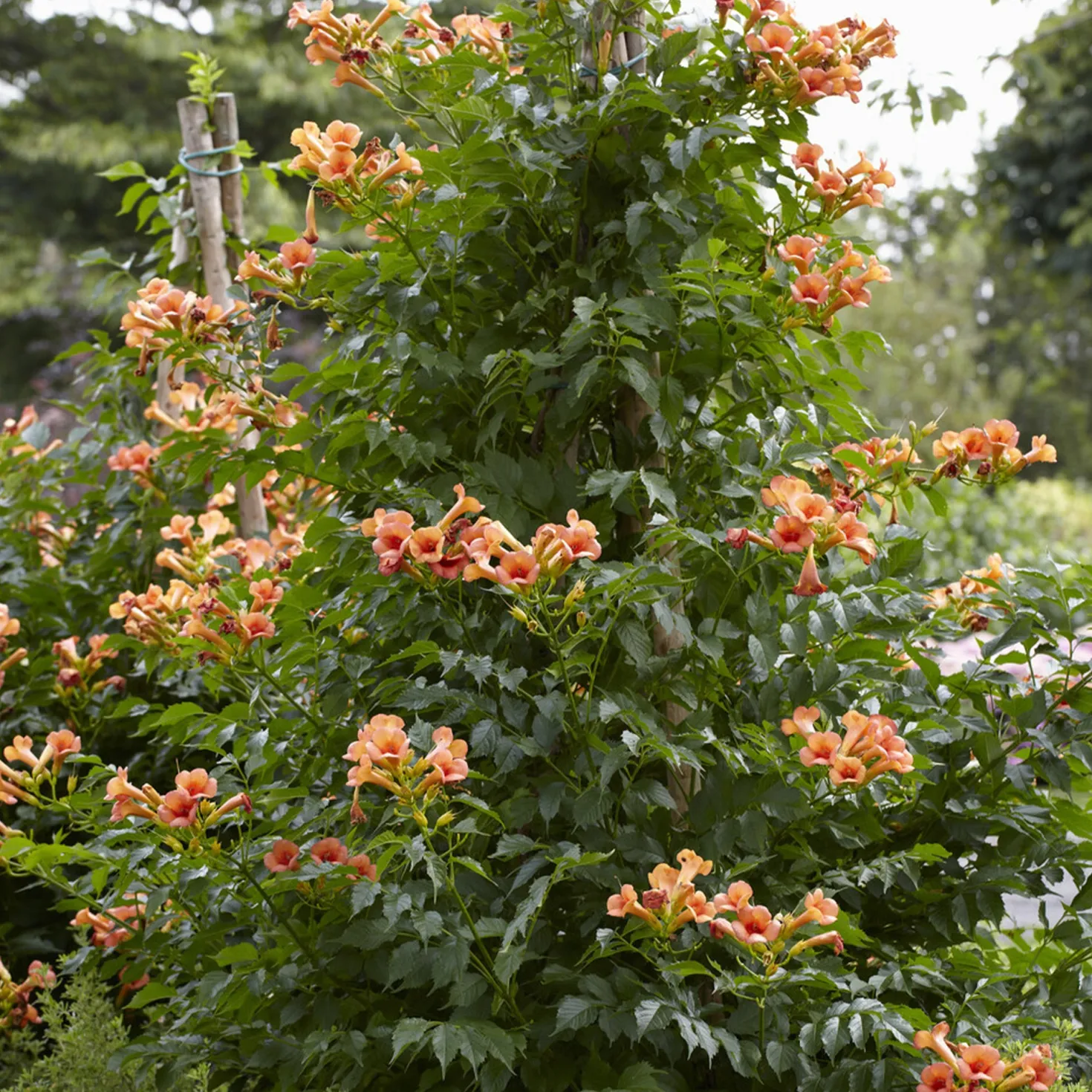 Klettertrompete ‘Indian Summer’® - Orangefeuer an der Wand
