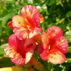 Klettertrompete ‘Orangeade’® - Orange Blüten den ganzen Sommer