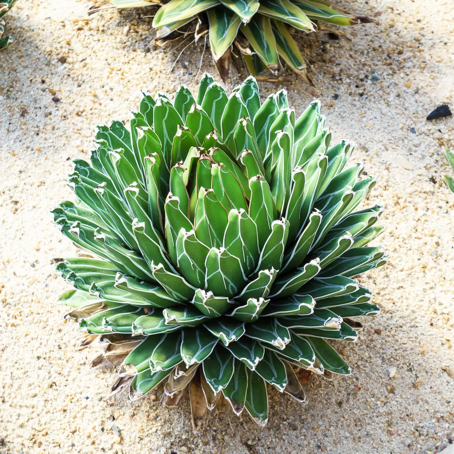 Königin-Victoria-Agave - Skulptur fürs Fensterbrett