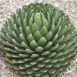 Königin-Victoria-Agave - Skulptur fürs Fensterbrett