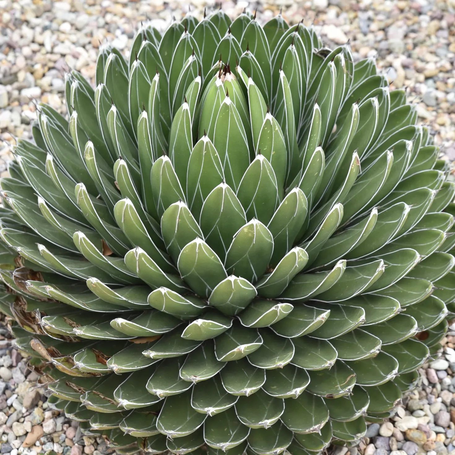 Königin-Victoria-Agave - Skulptur fürs Fensterbrett