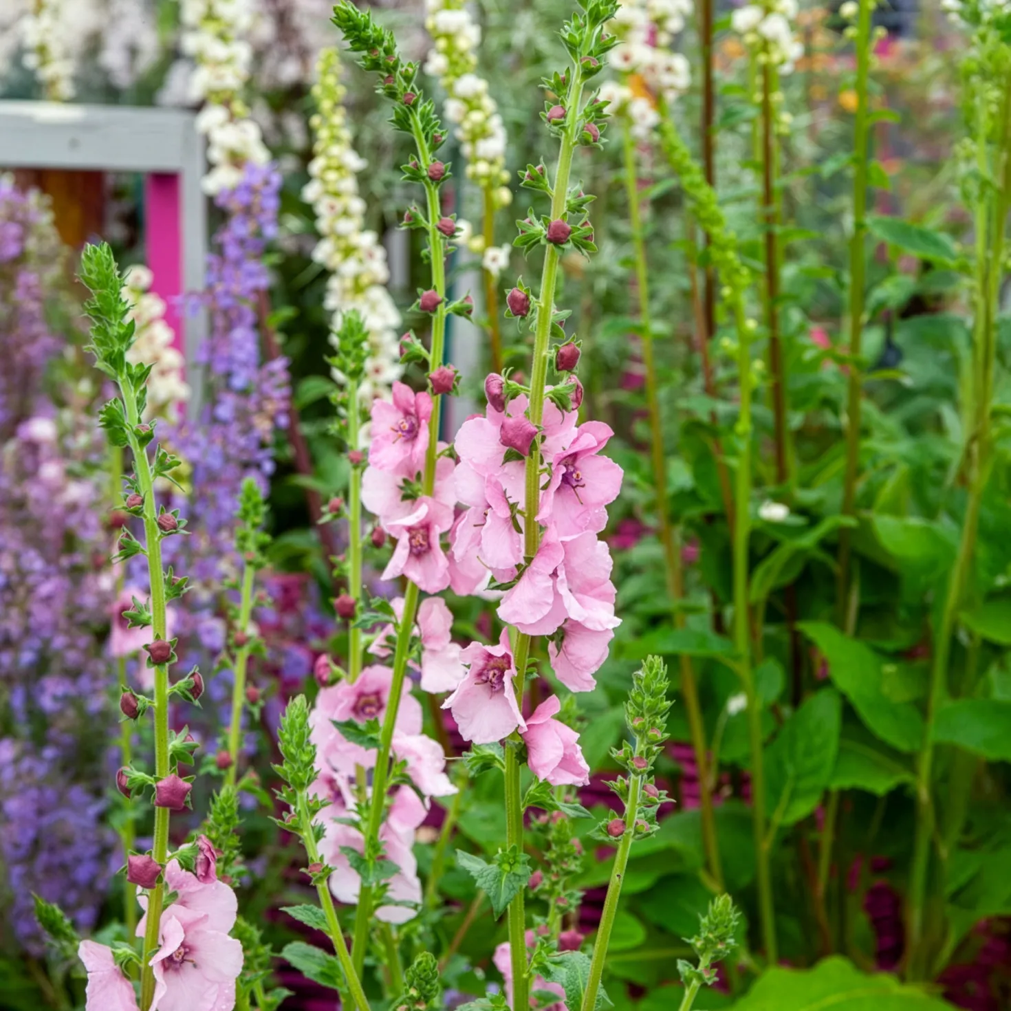 Königskerze Pink Domino - Rosa Blüten in voller Sonne