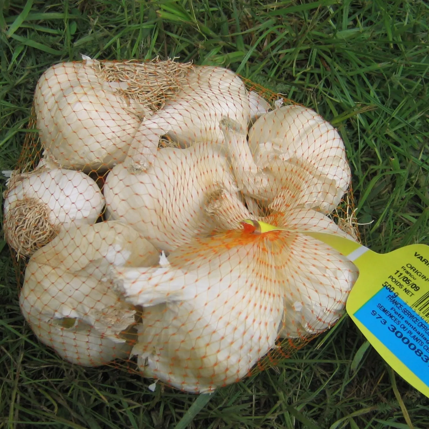 Knoblauch ‘Germidour’ - Milder Knoblauch, große Ernte