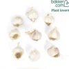 Knoblauch rosa - Milder Knoblauch, große Ernte