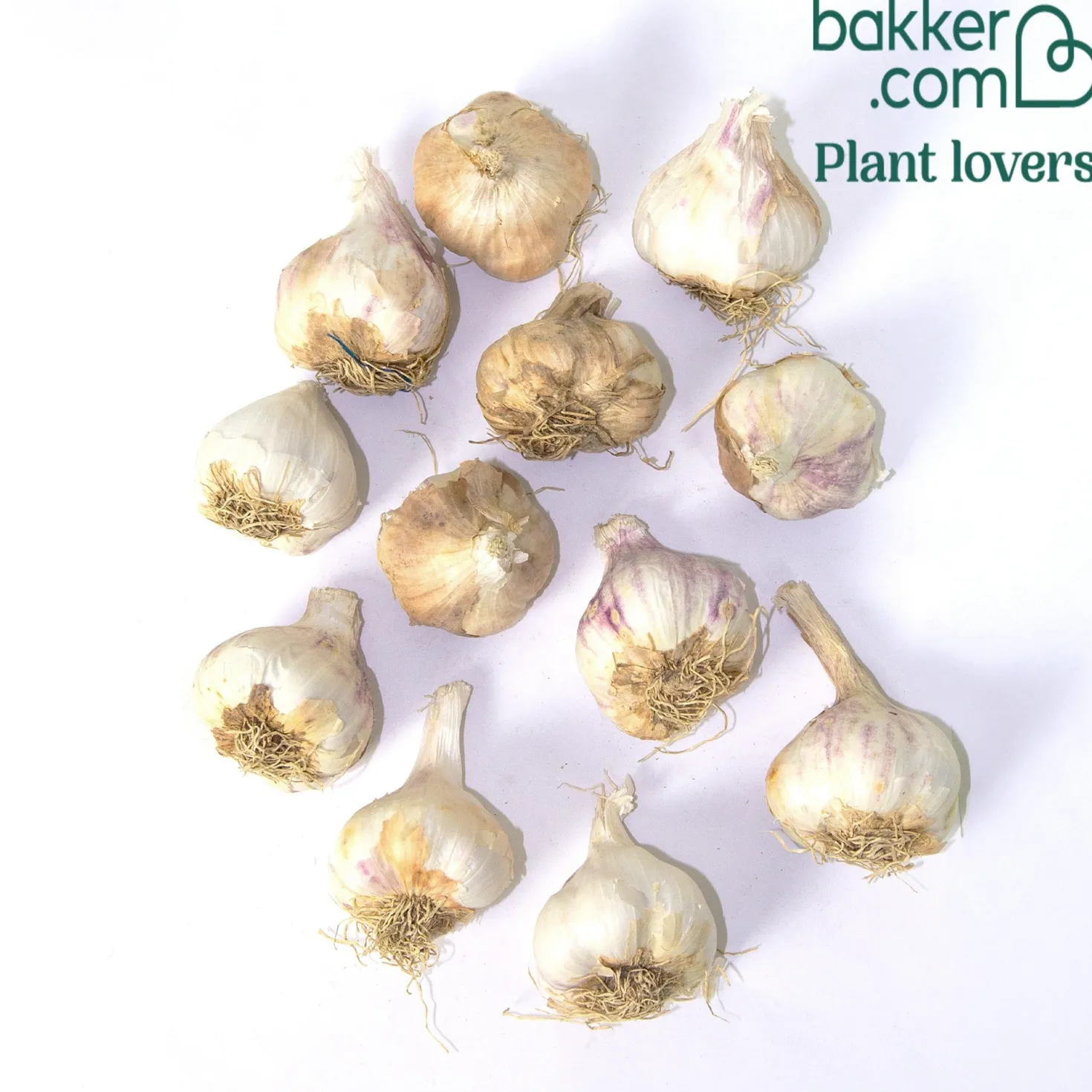 Knoblauch ‘Thérador’ - Kräftiger Knoblauch, leicht geerntet