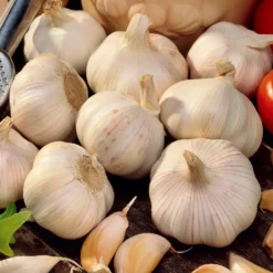 Knoblauch ‘Thérador’ - Kräftiger Knoblauch, leicht geerntet