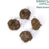 Knollenbegonien Mischung 'Wummi' (x4) - Blüten den ganzen Sommer