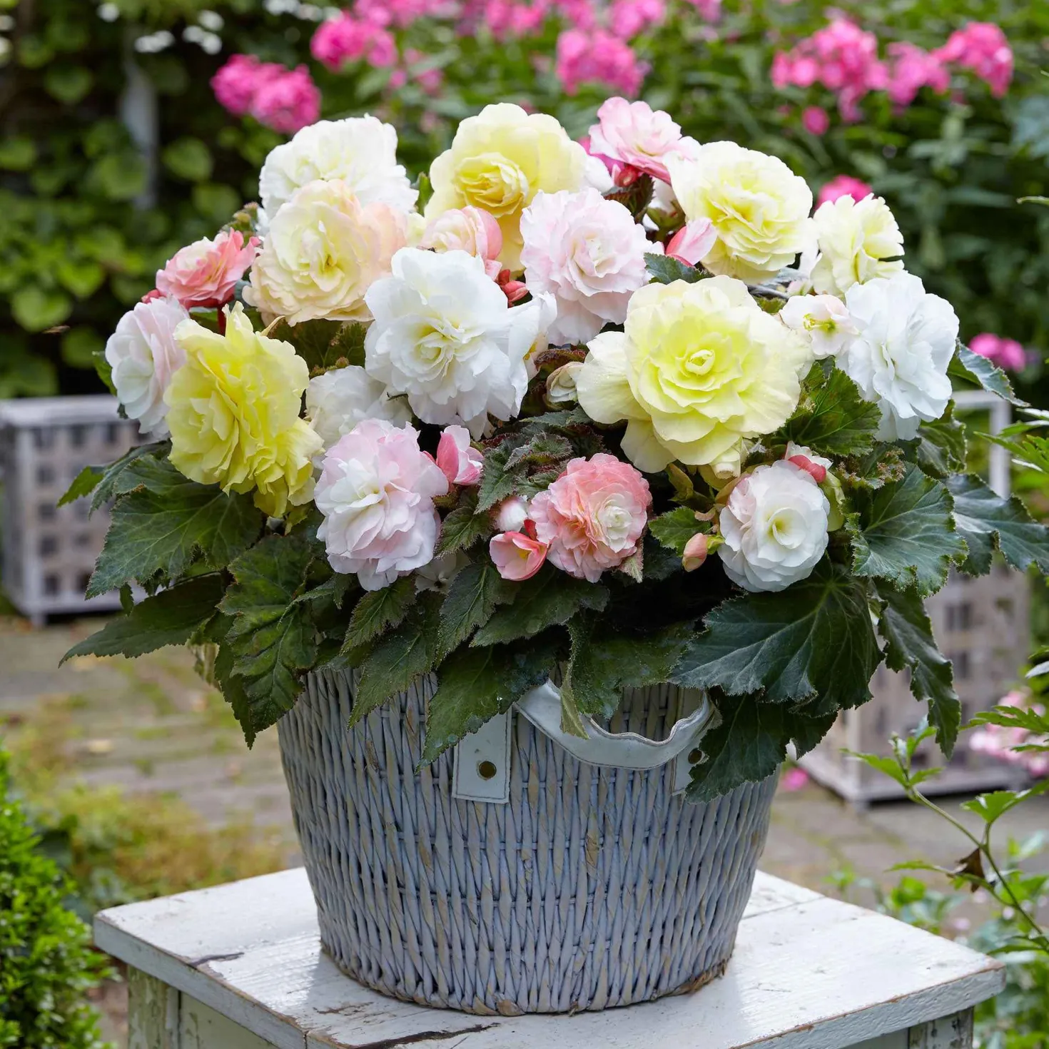 Knollenbegonien Mischung 'Wummi' (x4) - Blüten den ganzen Sommer
