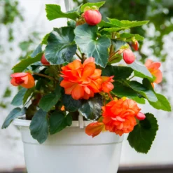 Knollenbegonie Orange - Sofort leuchtende Blüten