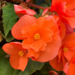 Knollenbegonie orange (x4) - Blüten satt bis zum Frost