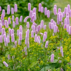Knöterich Superba - Rosa Blüten den ganzen Sommer