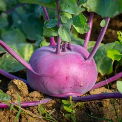Kohlrabi violett ‘Blaro’ Bio - Zart, lila, sofort erntereif