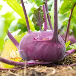 Kohlrabi violett ‘Blaro’ Bio - Zart, lila, sofort erntereif