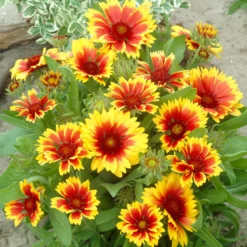 Kokardenblume ‘Kobold’ - Blüht den ganzen Sommer