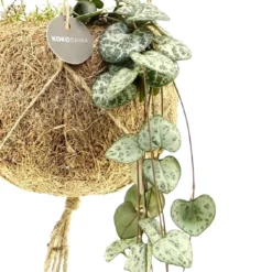 Kokodama Chinesische Laterne Ceropegia woodii inkl. Kokostopf - Hängepflanze - Sofort begrünt, kein Topf nötig