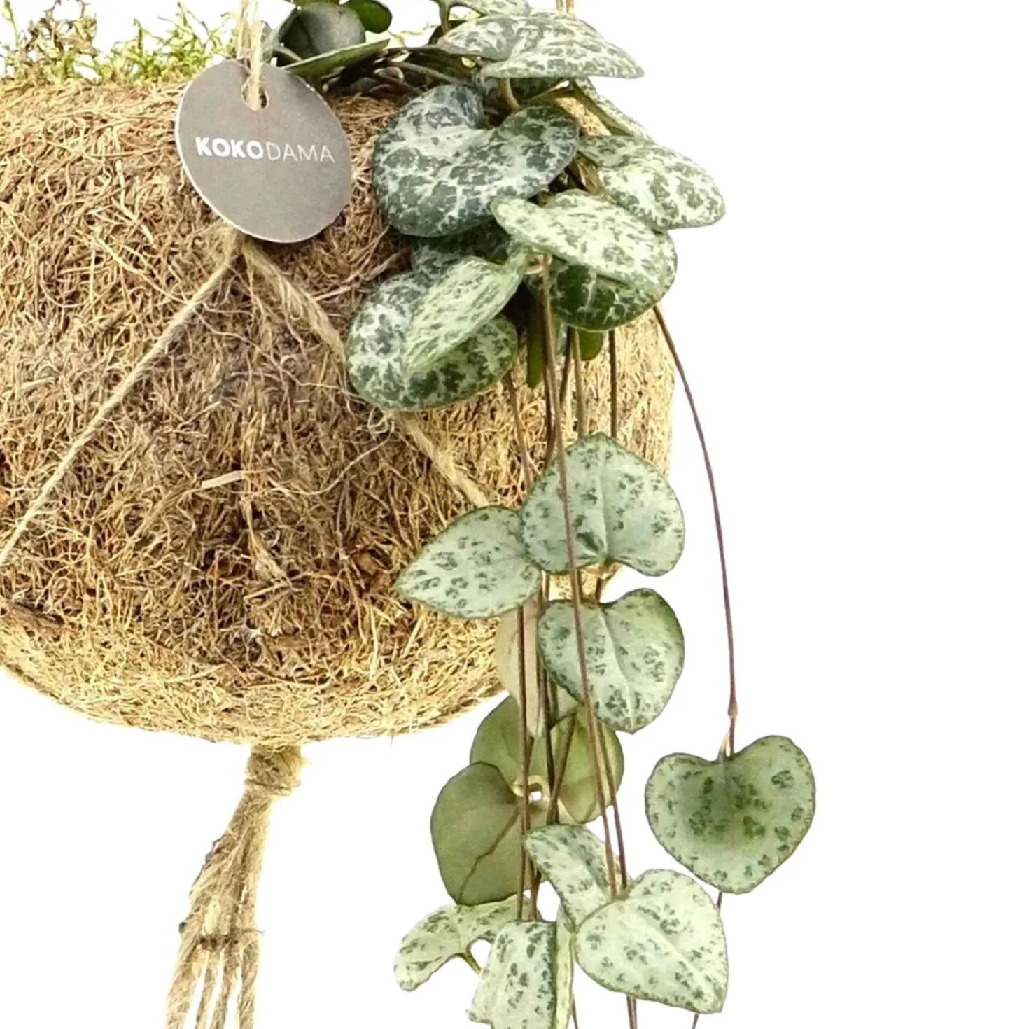 Kokodama Chinesische Laterne Ceropegia woodii inkl. Kokostopf - Hängepflanze - Sofort begrünt, kein Topf nötig