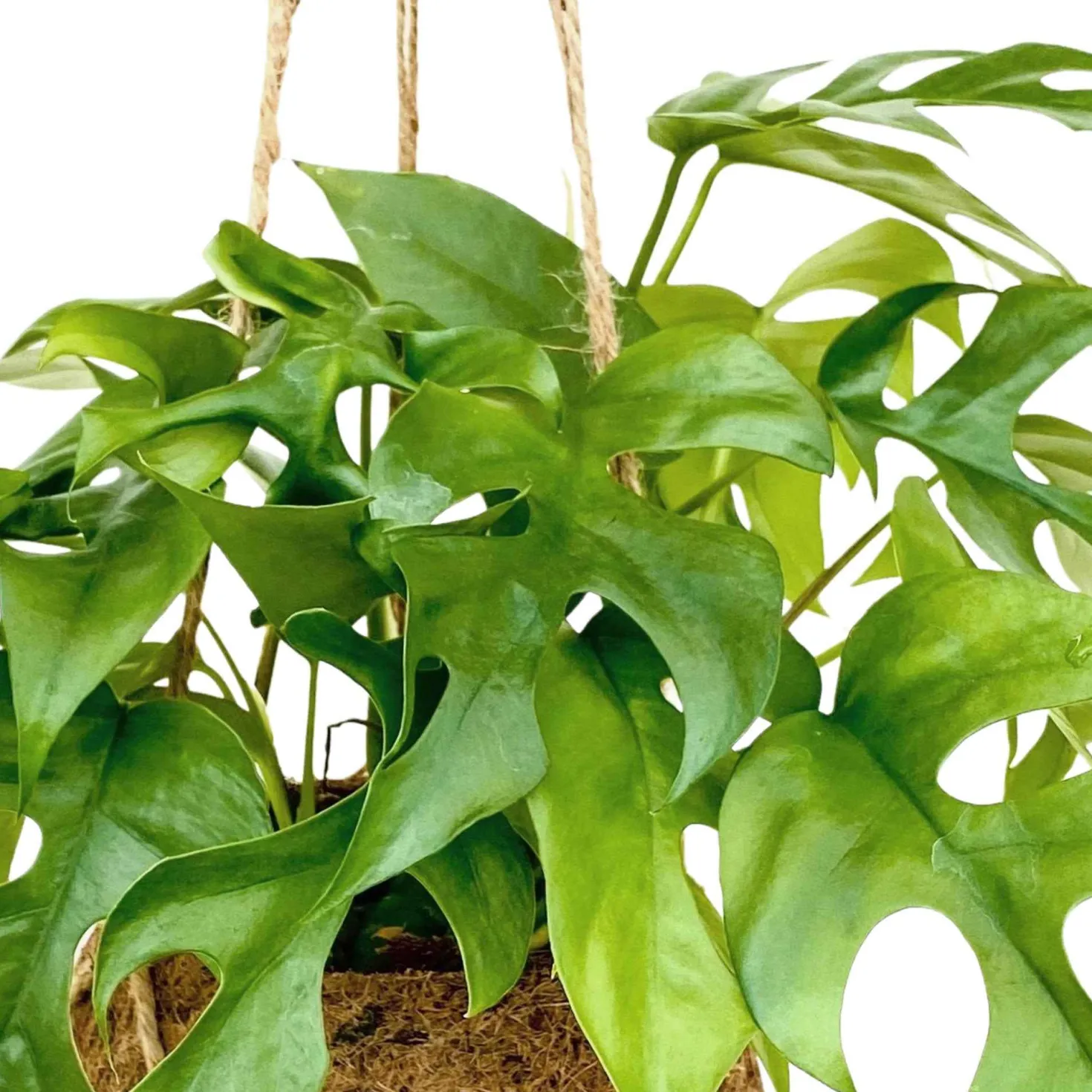 Kokodama Lochpflanze Monstera minima Inkl. Kokostopf - Grünes Deko-Statement