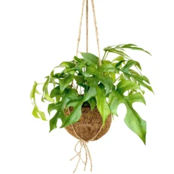 Kokodama Lochpflanze Monstera minima Inkl. Kokostopf - Grünes Deko-Statement
