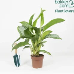 Kolbenfaden 'Silver Bay' - Silbriges Laub, kaum Pflege