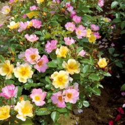 Kollektion Bodendeckerrosen (Happy Chappy + Wonderland) (x6) - Blütenteppich den ganzen Sommer