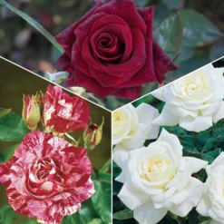 Kollektion Edelrosen (Black Baccara, Candy stripe, Helga) (x3) - Drei Farben, ein Beet