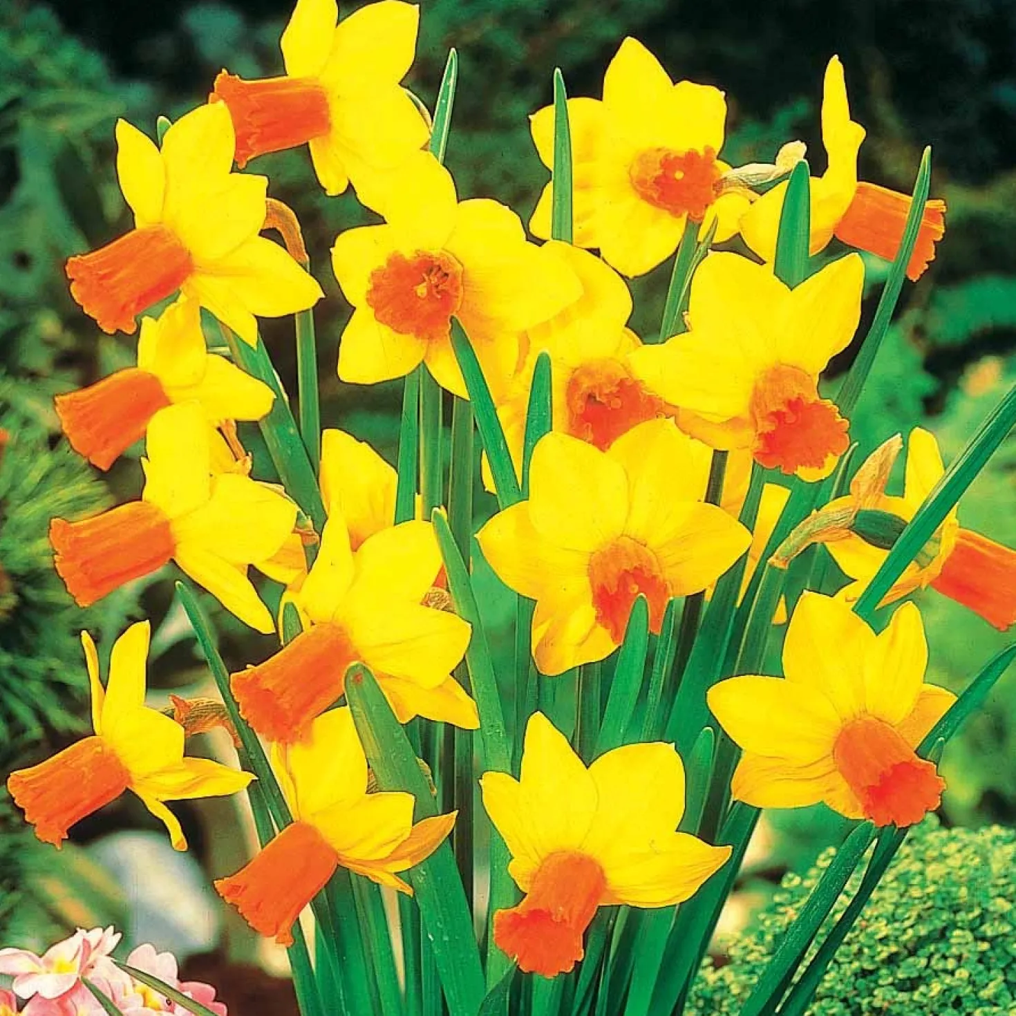 Kollektion mini Narzissen (x30) - Frühling im Miniformat