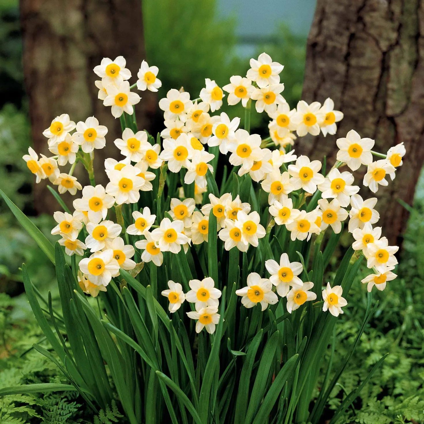 Kollektion mini Narzissen (x30) - Frühling im Miniformat