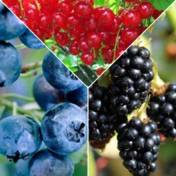 Konfitüren-Beerenkollektion (x3) - Süße und reichhaltige Beeren