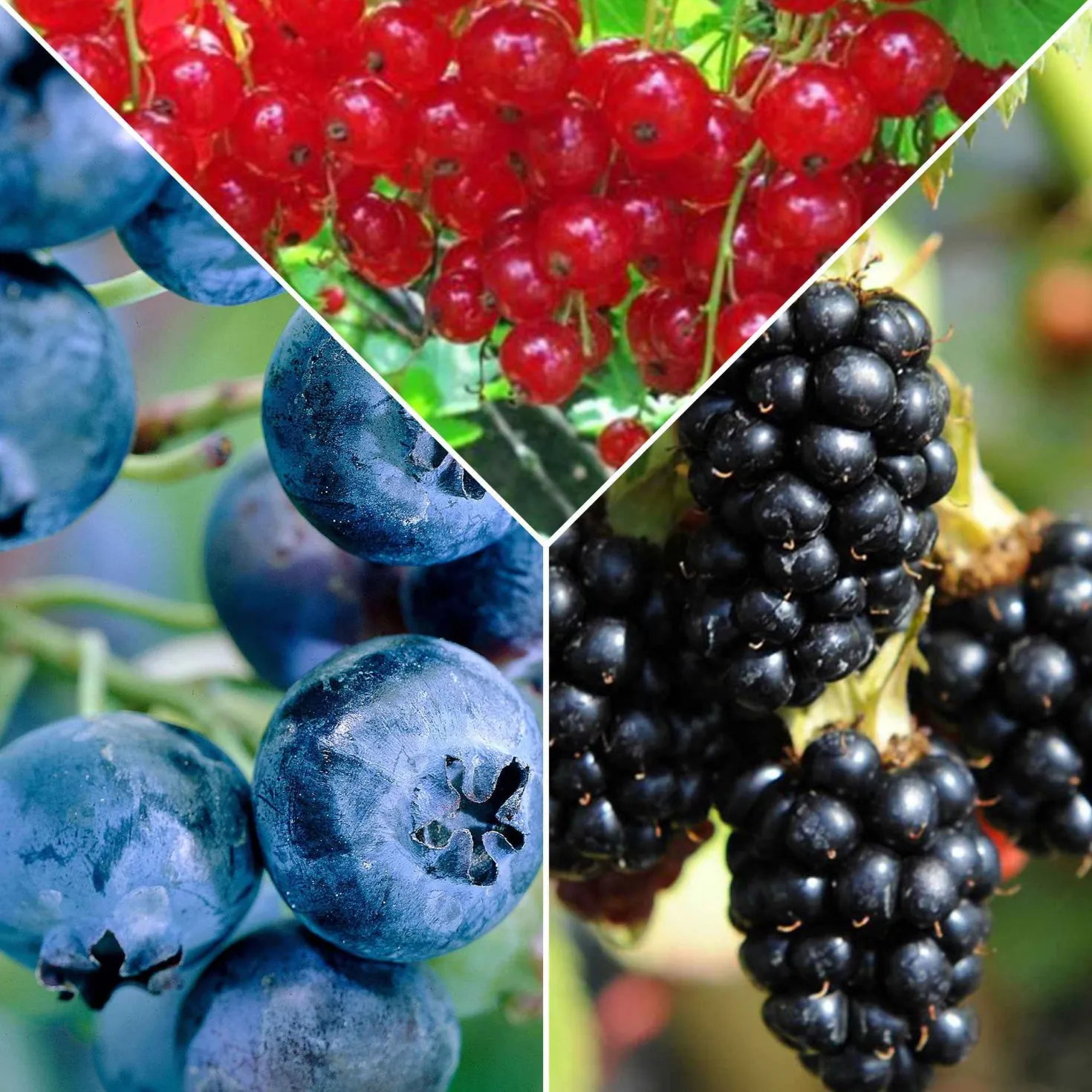 Konfitüren-Beerenkollektion (x3) - Süße und reichhaltige Beeren