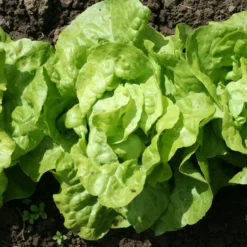 Kopfsalat 'Appia' (x6) - Knackiger Salat ganz einfach