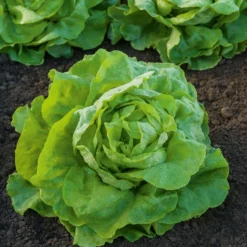 Kopfsalat Appia - Zarter Salat, schnell geerntet