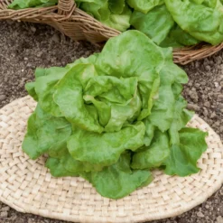 Kopfsalat ‘Du Bon Jardinier’ - Knackig frisch vom Beet