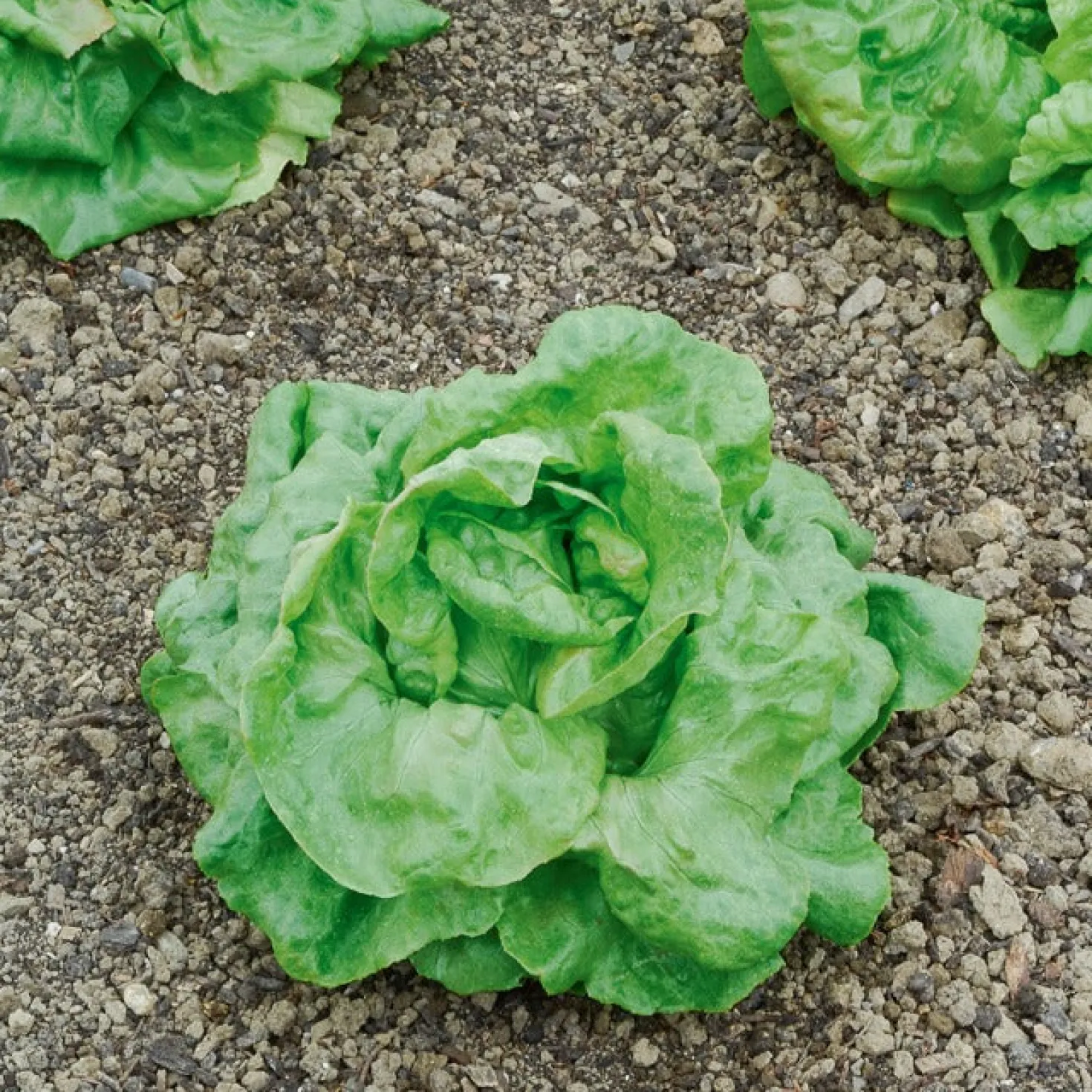 Kopfsalat ‘Du Bon Jardinier’ - Knackig frisch vom Beet